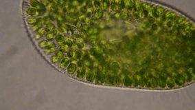 Paramecium caudatum is a genus of unicellular ciliated protozoan and Bacterium a view through a microscope. 