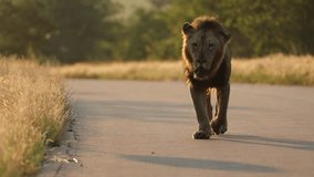Male lion walking on the road in golden light