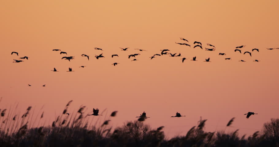 Flock of common cranes at sunrise, in the Camargue, France