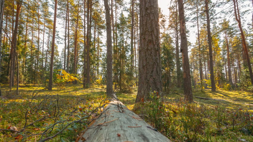 Time Lapse. Beautiful Sunset Sun Sunshine In Sunny Autumn Forest. Sunlight Sunrays Shine Through Woods In Forest Landscape. View From Fallen Tree Trunk. Belarus, Berezinsky Biosphere Reserve. 4K.