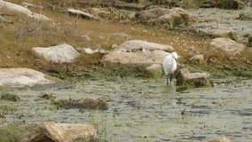 A pretty, slender white egret or Egretta garzetta fishing for small fish and crayfish.