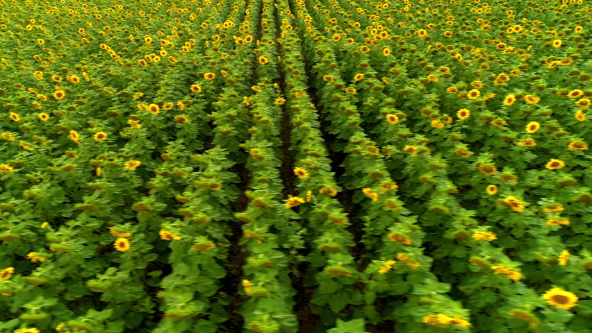 Long straight rows of blooming sunflowers in a farmer
