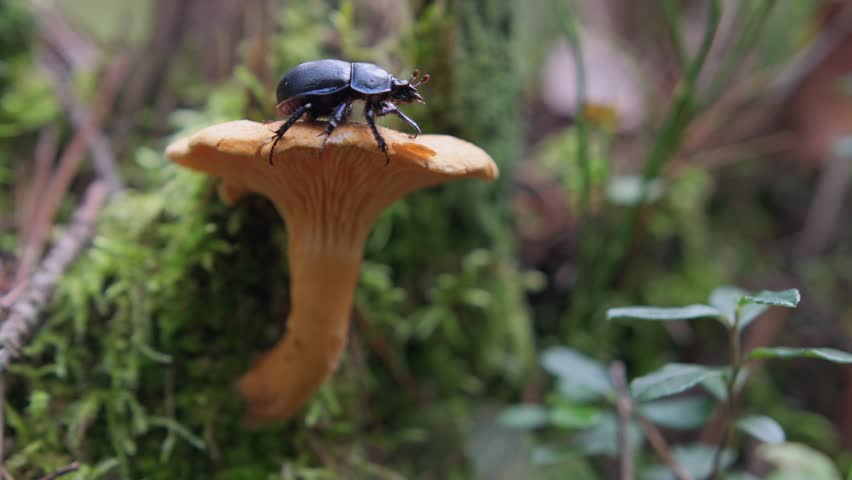 Dor beetle (Anoplotrupes stercorosus) walks on a yellow mushroom in the forest. Macro wildlife scene.
 | Shutterstock HD Video #1101315377
