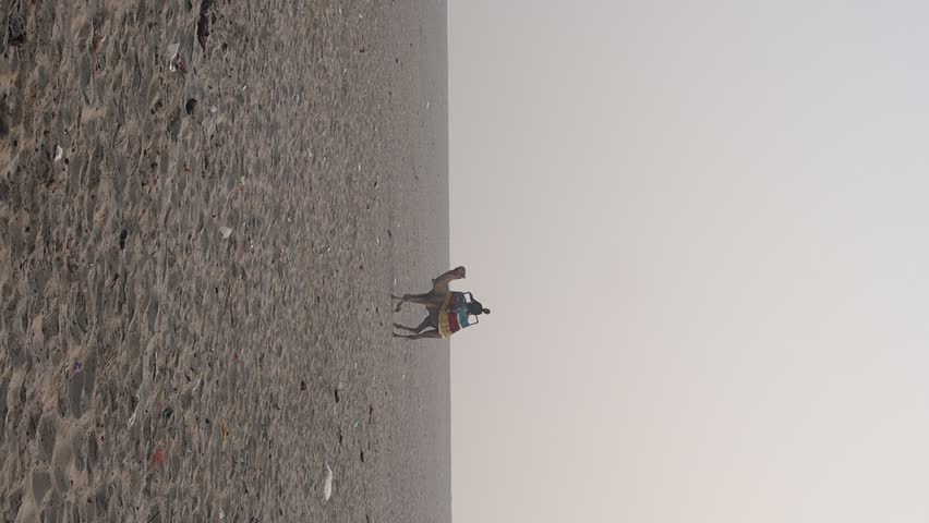 Footage of an unidentified man riding on the camel during sunset with selective focus in Varanasi, India. The other side of river Ganga where people come to enjoy camel ride like Rajasthan camel fail 