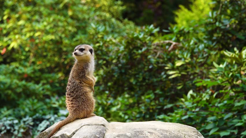 meerkat (suricate) standing on a stone