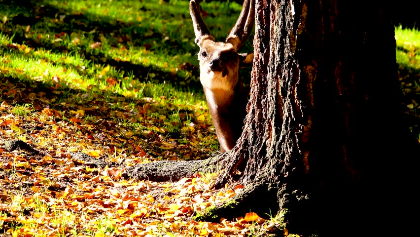 portrait visayan spotted deer (rusa alfredi) in wild nature