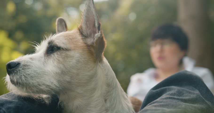 Closeup shot of dog head on woman leg. Dog lover stylish girl wearing sunglasses. Concept of friendship and hipster lifestyle | Shutterstock HD Video #1101325001
