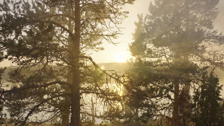 Golden rays of the sun break through the fog or smoke from the fire between the trees on the northern island near the lake, dawn mist smoke fire in nature
