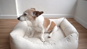 Cute dog profile looking to the left side, then looks into camera with funny ear up, then runs out of frame. Video footage elderly pet portrait.  shallow depth of field. Light comfortable dog bed