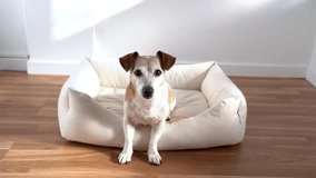 Adorable small white dog sits on light sofa bed with front paws out. attentively curiously looks into the camera, then leaves and comes back again. Pet home theme video footage
