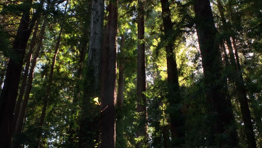 Aerial shot of sunlight making its way through a canopy of trees in the Redwoods. Royalty-Free Stock Footage #1101335871