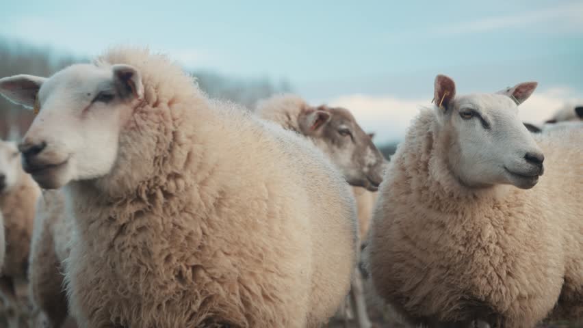 Flock of sheep in a field, spring lambs, white sheep, black sheep, farm animals, domesticated mammal, wool, ewe and agriculture, herd Royalty-Free Stock Footage #1101339535