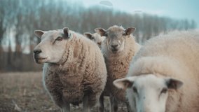 Flock of sheep in a field, spring lambs, white sheep, black sheep, farm animals, domesticated mammal, wool, ewe and agriculture, herd - Powered by Shutterstock - Get 15% off with code: PIKWIZARD15