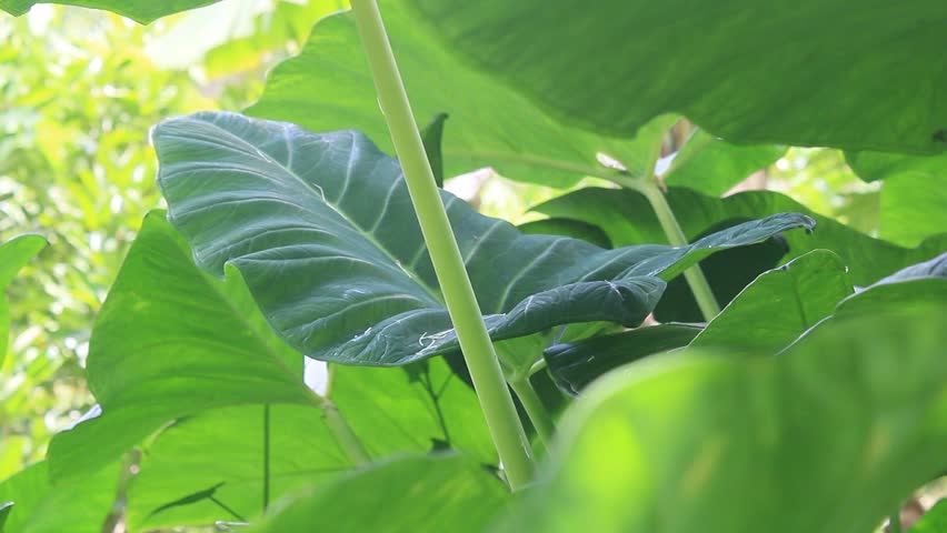 Mamasa, West Sulawesi, Indonesia, March 2023.
Taro or taro is a tropical plant found in Asia. Taro tubers can be used as a source of carbohydrates. The leaves can also be used as a vegetable.