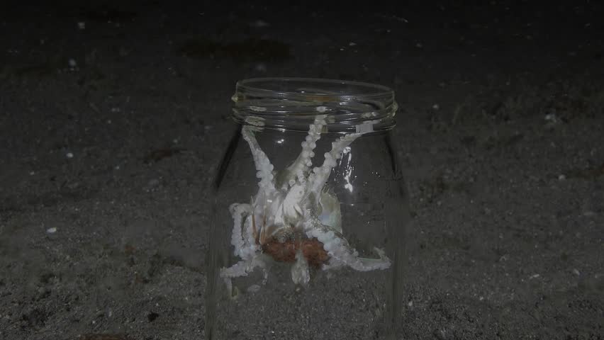 Coconut octopus (Amphioctopus marginatus) caught a crab at night climbed into a glass jar and eating it. A glass jar stands on the sandy bottom of the sea.