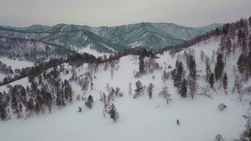 Giant mountains with white snowy slopes on gloomy winter day. Evergreen coniferous trees grow in highland in scenic Gorny Altai region aerial view