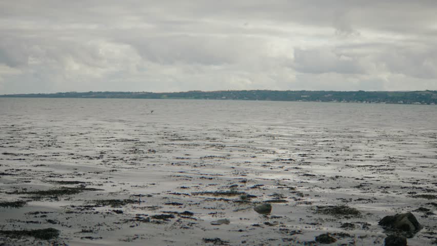 Bird flying across wide angle seascape, slow motion