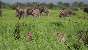 Zebras watching the cheetah mom and cub