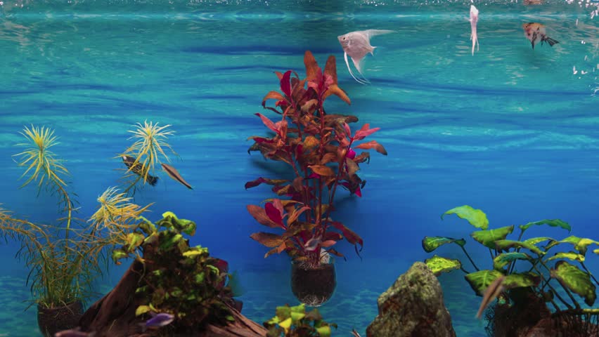 View of beautiful white angel fishes swimming in big aquarium. | Shutterstock HD Video #1101346635