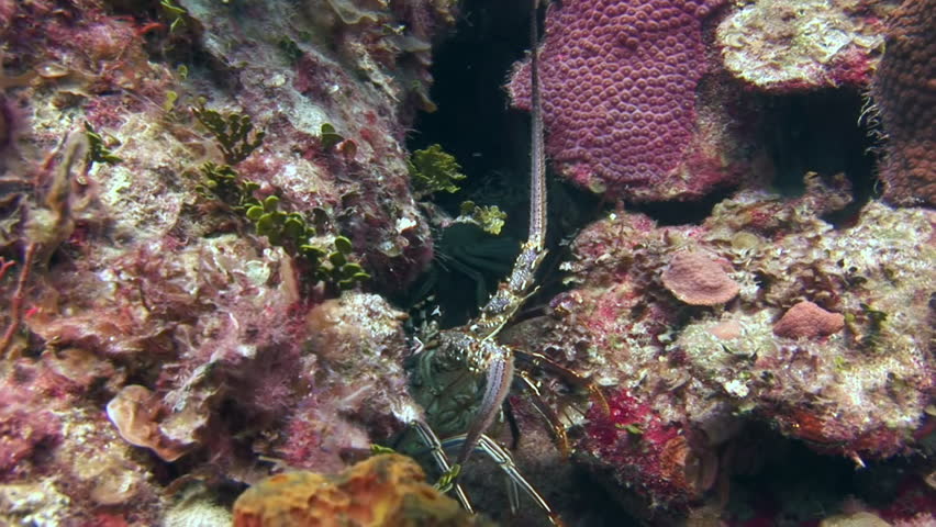 Lobster close-up in cave underwater in sea. As we delve into depths of ocean, we encounter diverse array of captivating animals, such as massive octopus, elusive giant squid, and graceful manta ray.