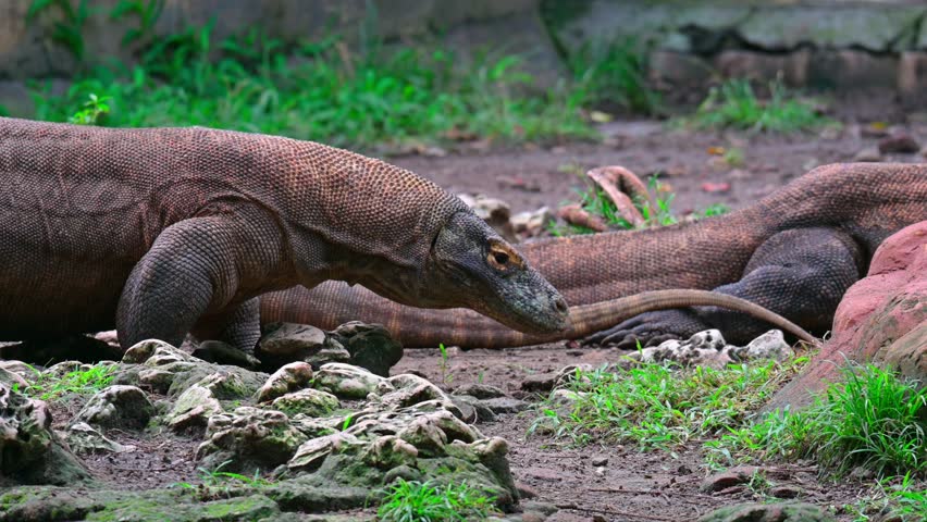 portrait of a Komodo dragon walking looking for a place to relax