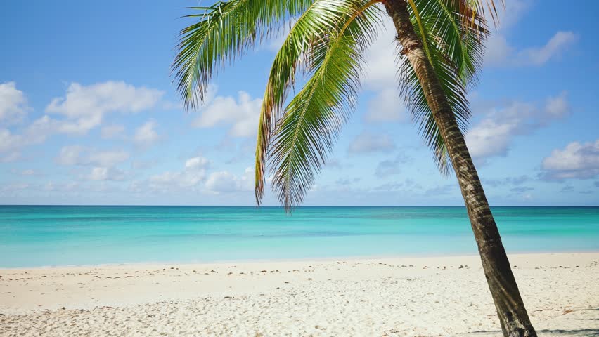 Palm beach landscape in Cuba. White sand and turquoise sea in sunny summer day. Nobody copies space. Clear turquoise sea water washes clean sandy beach. Travel and leisure.
