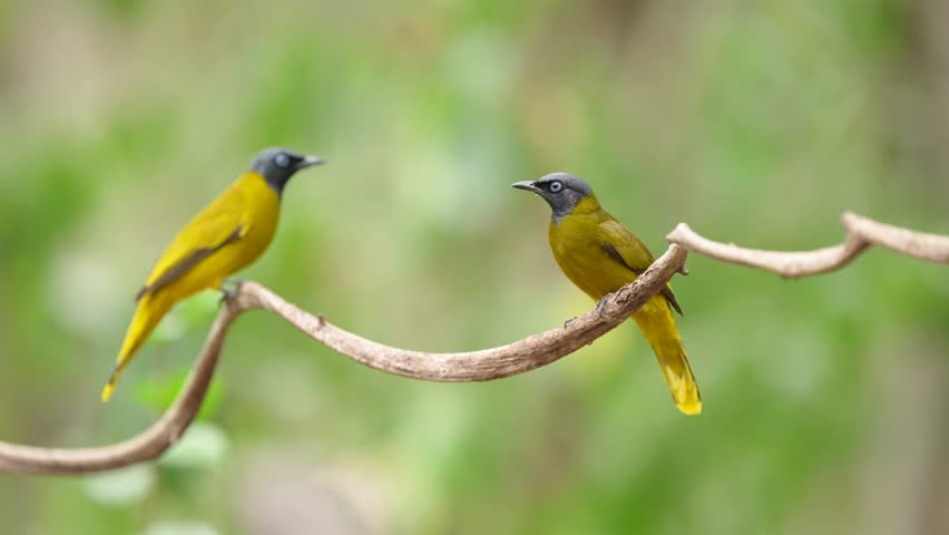 Black-capped Bulbul perched on a branch .