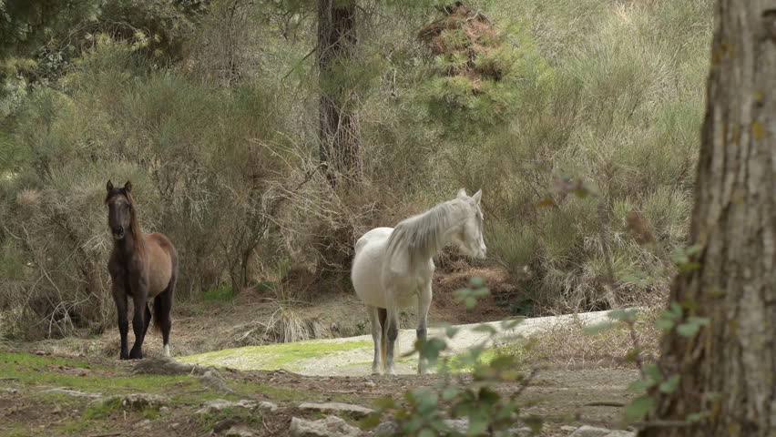 Wild horses in the mountain
