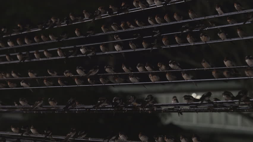 many swallows catching line up the power lines at dusk.