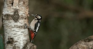 Great Spotted Woodpecker, dendrocopos major, Adult Foraging in Tree Bark, Normandy in France, Slow Motion 4K