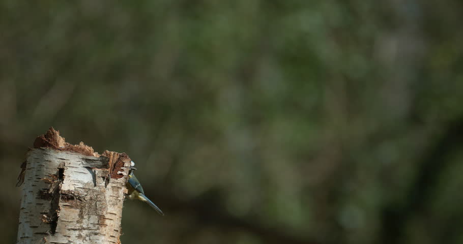 Blue Tit, parus caeruleus, Adult in Flight, Taking off from Branch, Normandy in France, Slow motion 4K
