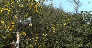 Common Cuckoo, cuculus canorus, Adult Singing, perched on Branch, Normandy in France, Slow motion 4K