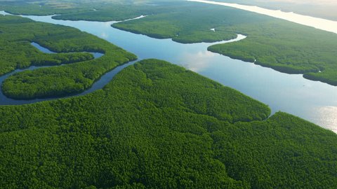 Mangrove forest nestled along a winding river is a thriving ecosystem that supports a diverse range of plant and animal species, while also providing valuable protection against coastal erosion. 4K
 วิดีโอสต็อก