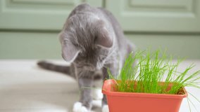 Cat eat grass. Cat eating green grass. Domestic cat munching wheat plant sprouts grown in pot. Natural hairball treatment. Close-up kitten munching fresh oats at home. Emotionally video. Health of Pet