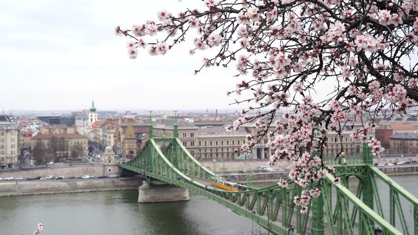 BUDAPEST, HUNGARY,  Cherry blossom at spring time, view of the bridge and the Danube river