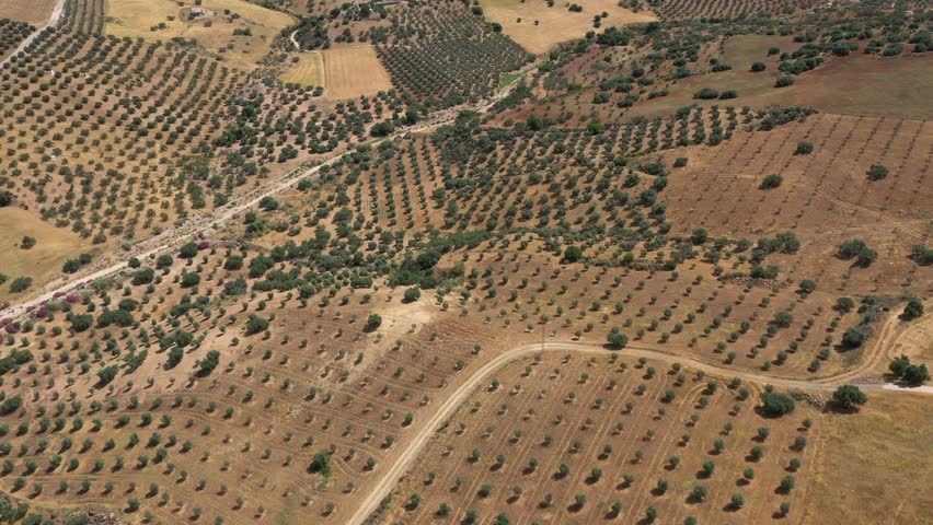 Countryside of Spain. Hills with agriculture. Olive tree farms. 
Fields of threshed wheat.  Beautiful landscape in South of Spain, Andalucía province. Drone forward and tilt up revealing the landscape