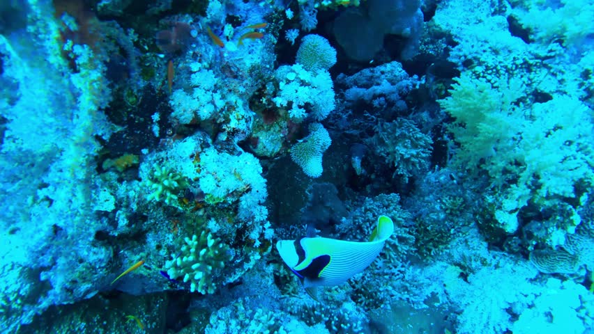 Yellowbar Angelfish or Arabian Angelfish or Pomacanthus maculosus at the bottom of the Red sea in Egypt, travel concept | Shutterstock HD Video #1101369029
