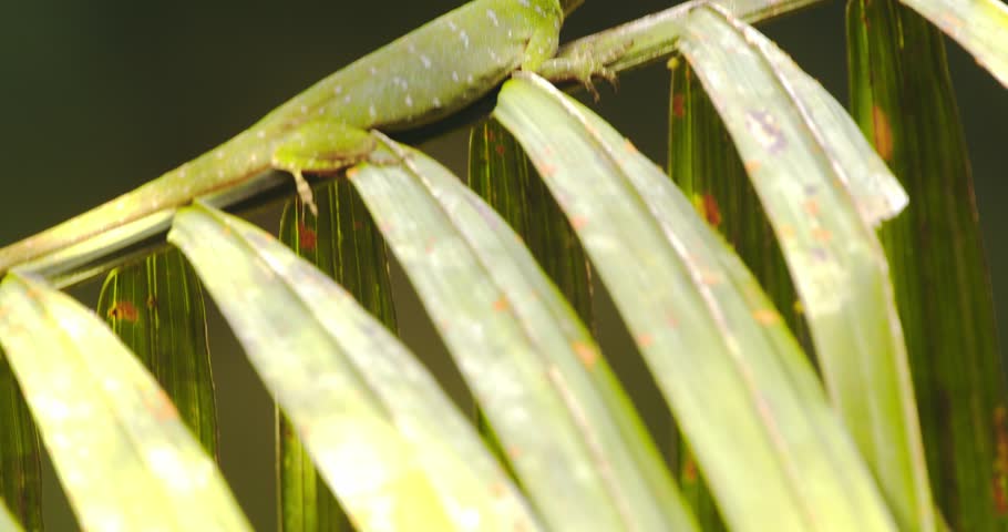Closeup of a Basking Green Anolis Lizard tilting its head, gathering heat as its a cold blooded animal