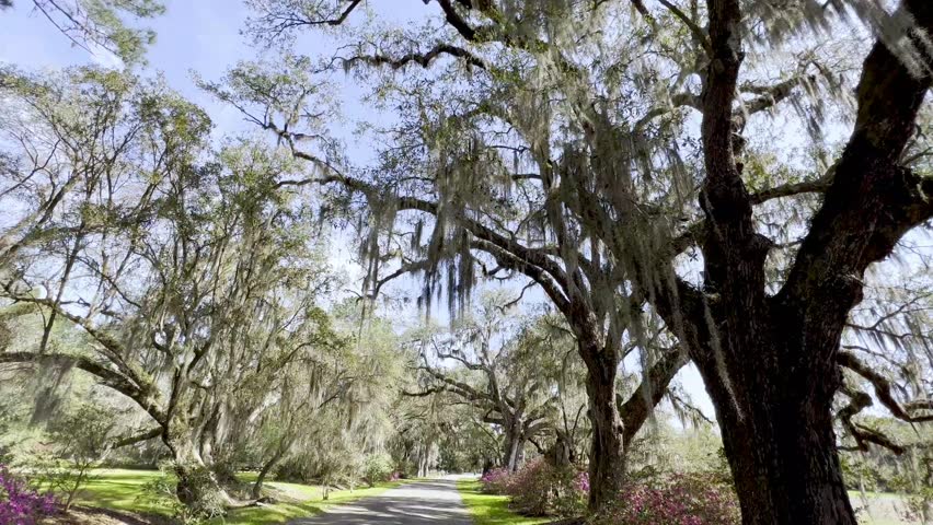 live oaks line dirt road at magnolia gardens in charleston sc, south carolina, the old south, antebellum plantation