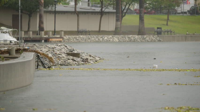 Wide Shot of Rain Falling on Echo Park Lake in Los Angeles, California