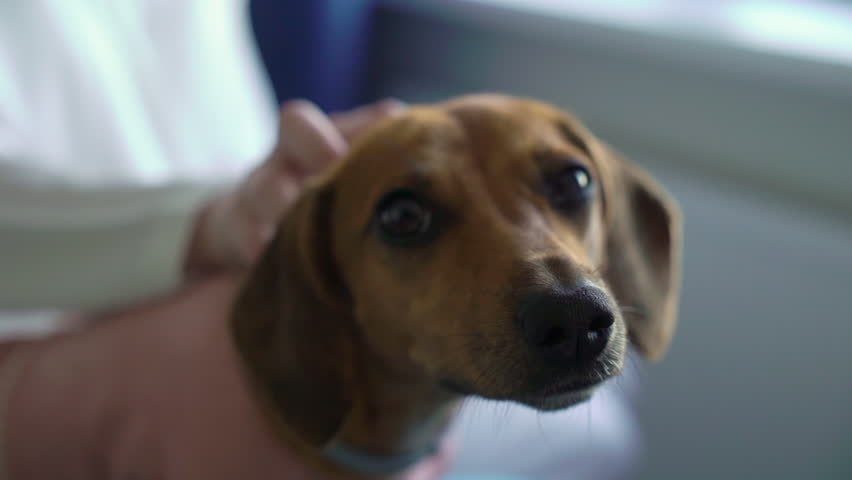 Girl petting a dachshund dog sits on the bed in the bedroom. Pet in a pink dress. Female. Bridesmaid on the wedding day. Animal fashion, holiday. Bride.