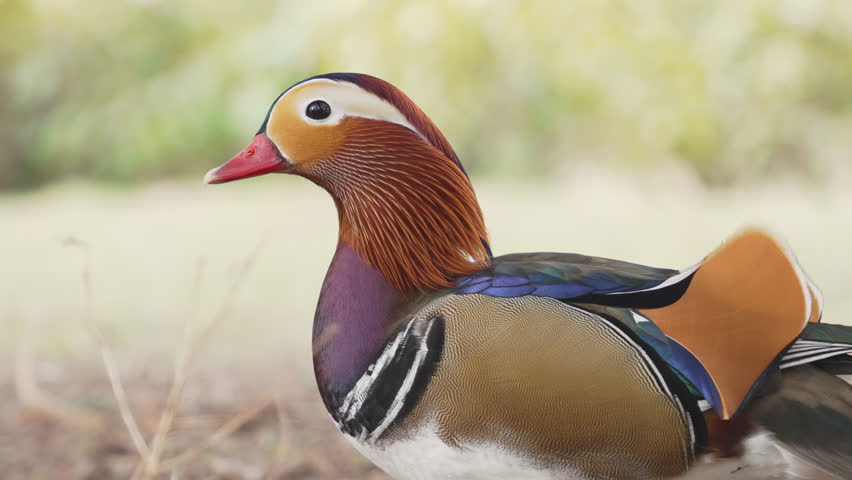 Mandarin ducks in  park. Beautiful colorful mandarin duck 
Exotic bird with splendid feather coat. 