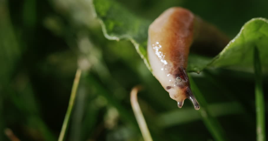 Amazing animal - slug crawls on green grass Royalty-Free Stock Footage #1101376915