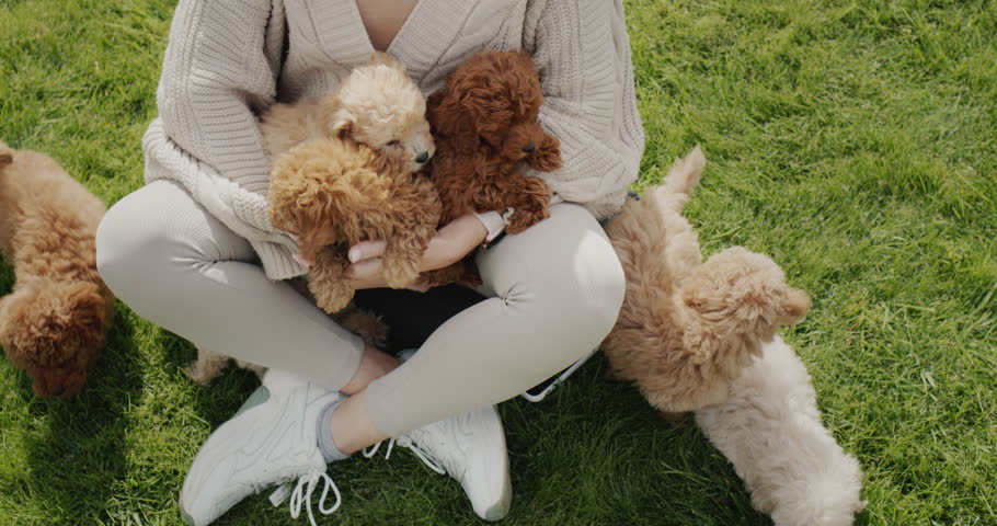A woman with a bunch of puppies sits on a green lawn.