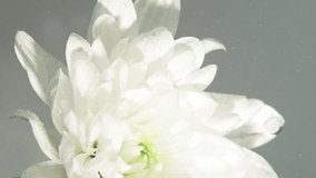 Vertical video. Flower paint. Ink water. Nature art. Orange color dye drops falling down on white daisy petals on gray abstract background. - Powered by Shutterstock - Get 15% off with code: PIKWIZARD15