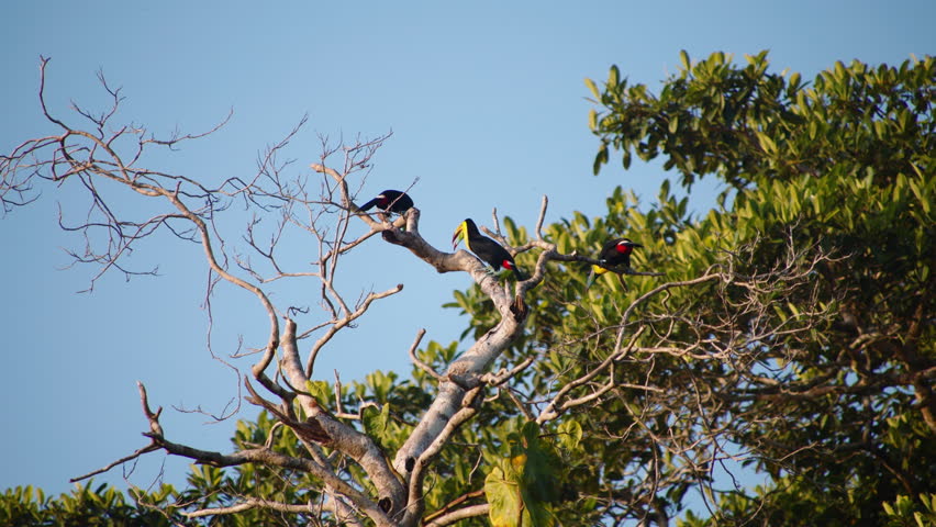 Birds with long and massive beak in wild nature. Keel toucans on tree branch against blue sky. Watching animals in wildlife, Costa Rica