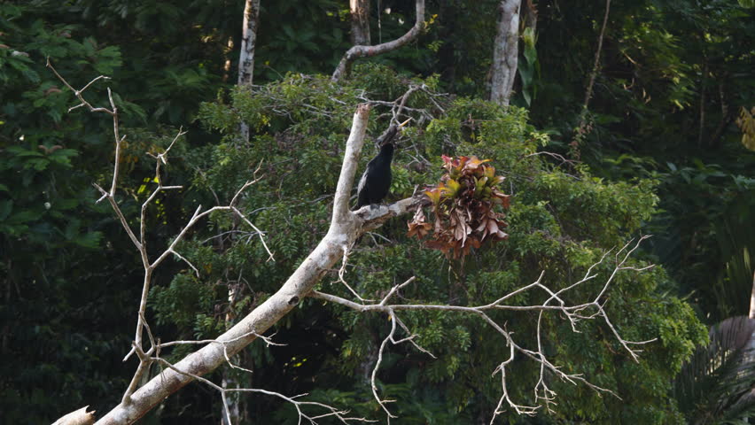 Anhinga sitting on tree branch in tropical nature. Bird stretching its long neck. Watching animals in wildlife, Costa Rica