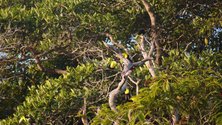 Group of Keel billed toucans, Ramphastos sulfuratus, in treetop. Watching animals in wildlife, Costa Rica