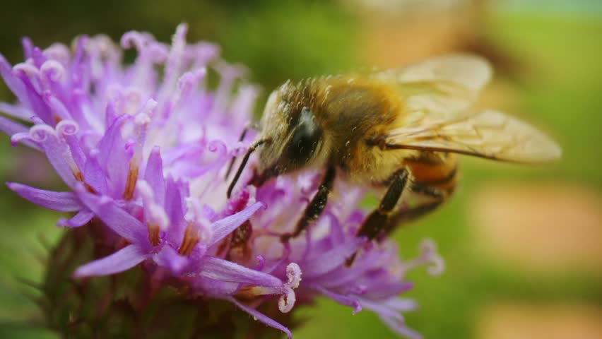 Macro close up shot of bee pollinating purple flower. High quality 4k 50fps slow motion