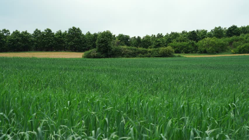A field of oats on a sunny summer day